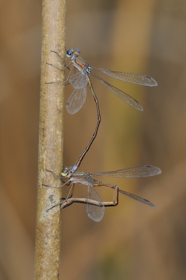 Lestes virens vestalis