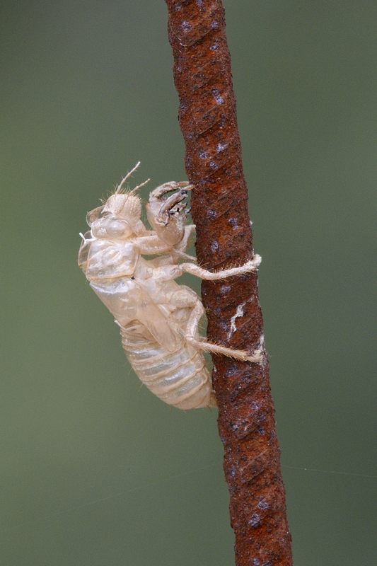 Esuvia da ID