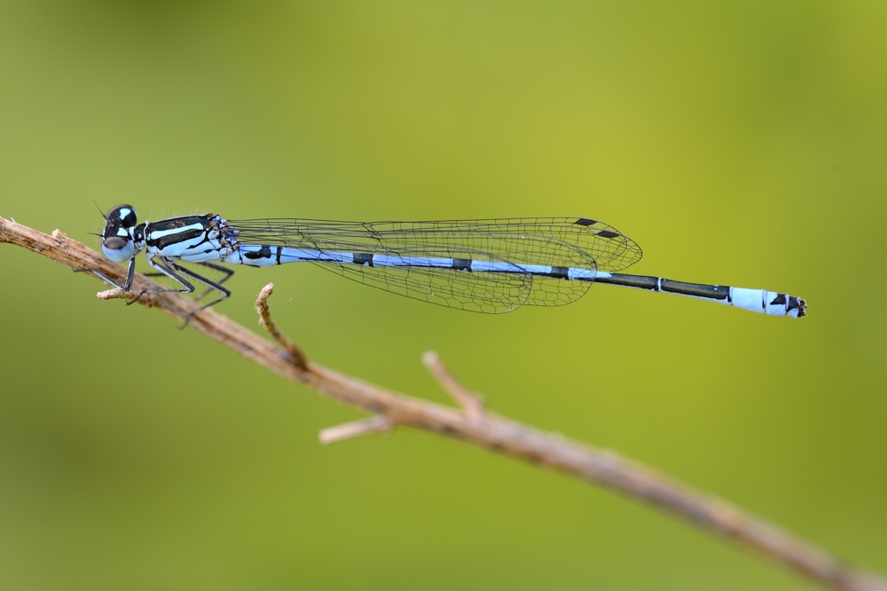 Coenagrion puella