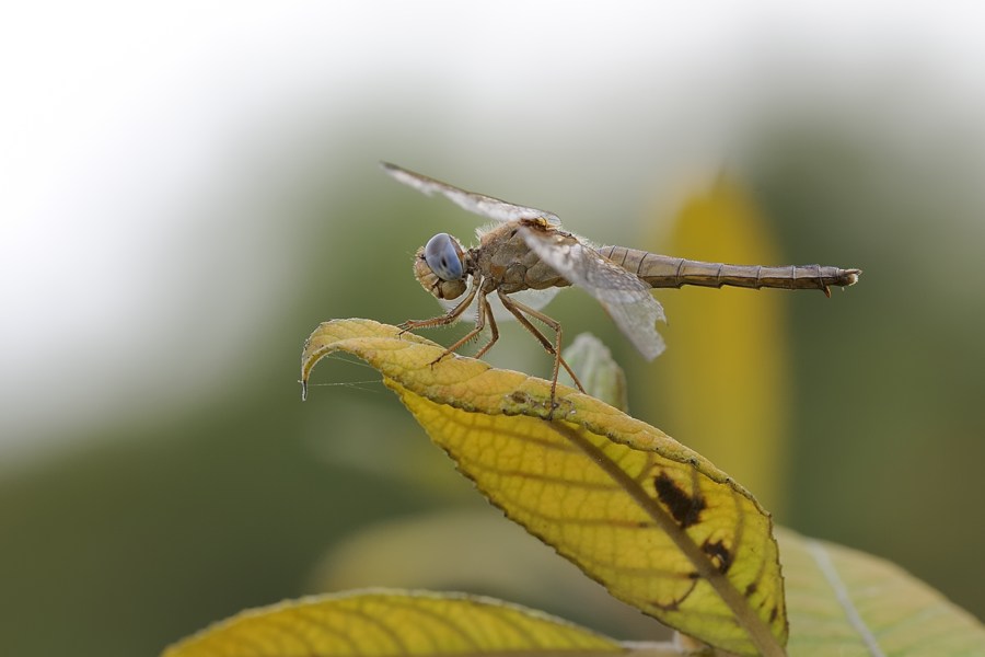 Crocothemis femmina matura?
