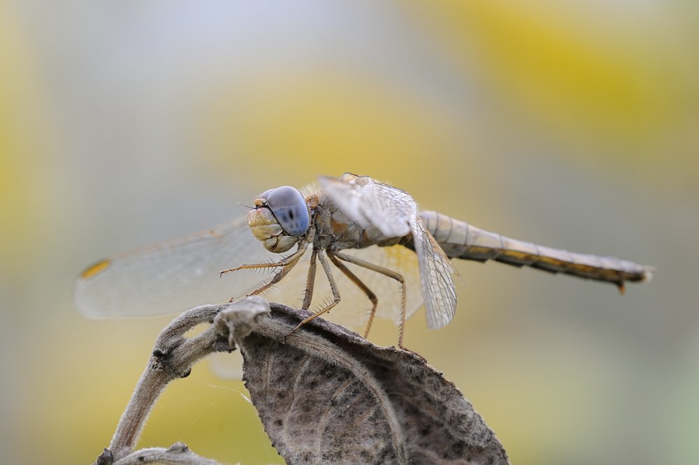 Crocothemis femmina matura?