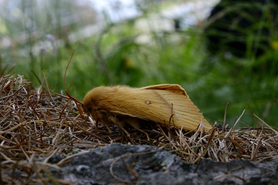 Possibile Lasiocampa quercus? S