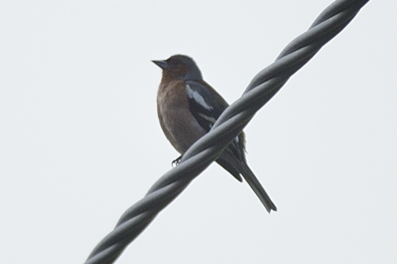 1-Uccellino da ID