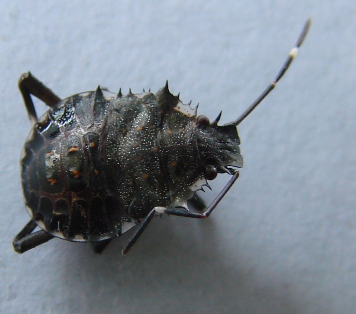 Pentatomidae: Halyomorpha halys - ninfa terminale (MI)