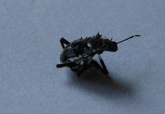Pentatomidae: Halyomorpha halys - ninfa terminale (MI)