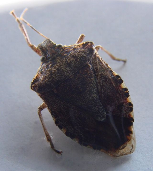 Pentatomidae: Halyomorpha halys - ninfa terminale (MI)