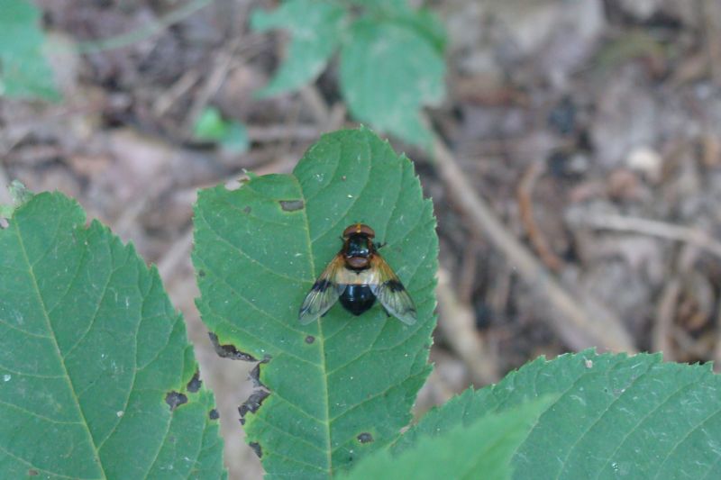 Volucella pellucens femmina (Syrphidae)
