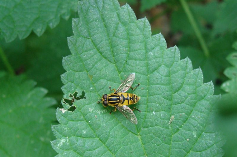 Helophilus? Si, Maschio di H. pendulus