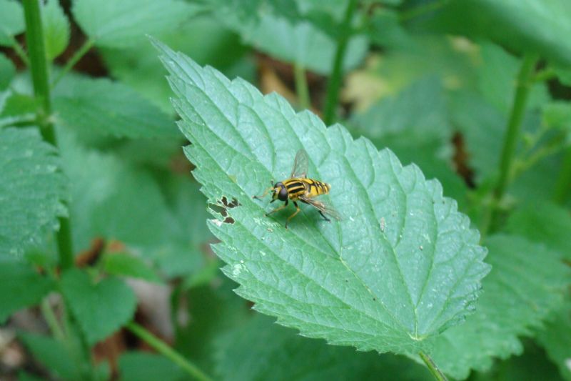Helophilus? Si, Maschio di H. pendulus
