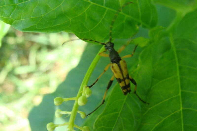 Leptura maculata? S, Rutpela maculata