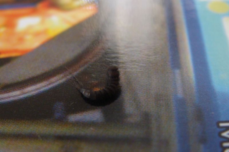 strano bruco:  larva di Attagenus sp. (Dermestidae)