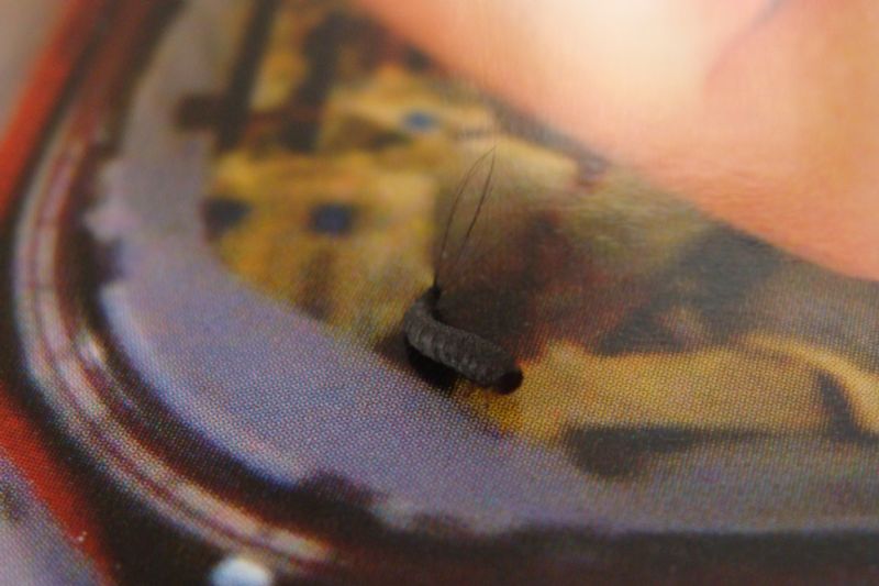 strano bruco:  larva di Attagenus sp. (Dermestidae)