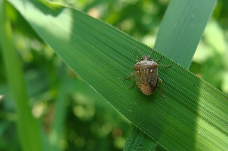 Pentatomidae: Eysarcoris ventralis del Parco di Monza