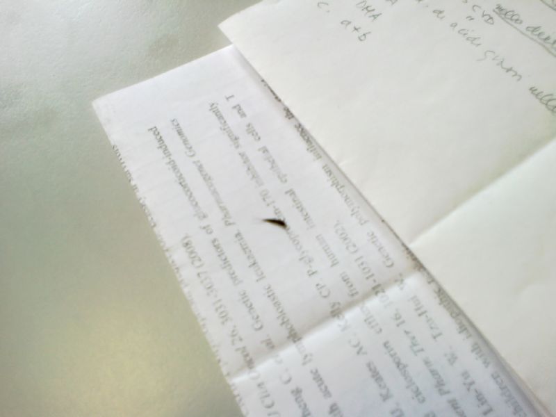 strano bruco:  larva di Attagenus sp. (Dermestidae)