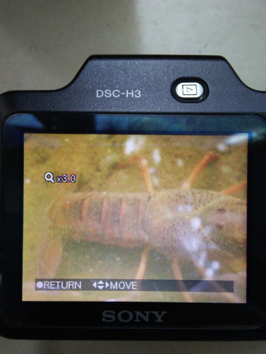 Gambero americano?  S, Procambarus clarkii