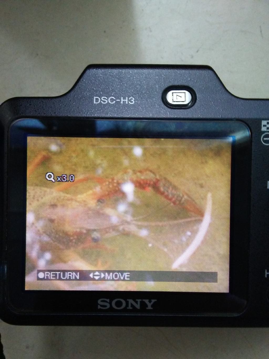 Gambero americano?  S, Procambarus clarkii