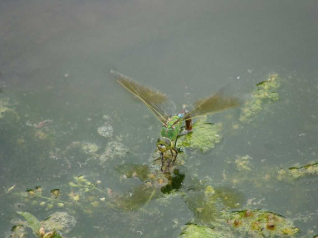 in ovideposizione; Aeshna o Anax? Anax imperator