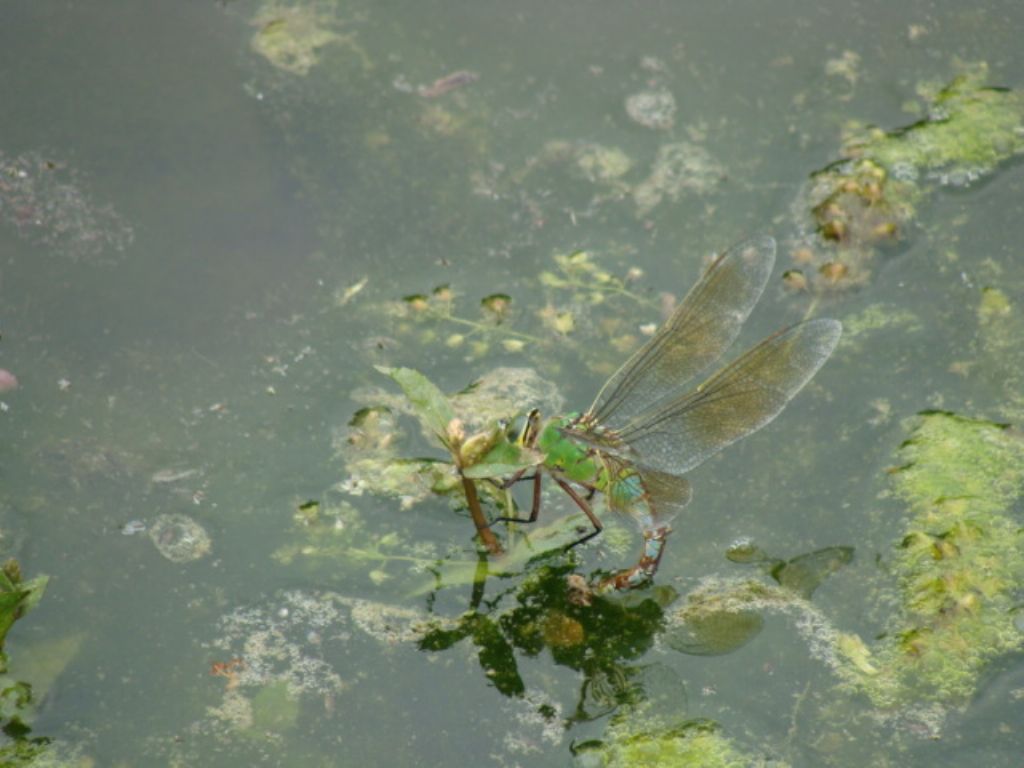 in ovideposizione; Aeshna o Anax? Anax imperator