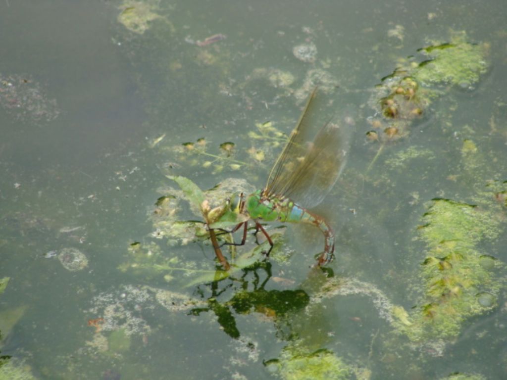 in ovideposizione; Aeshna o Anax? Anax imperator