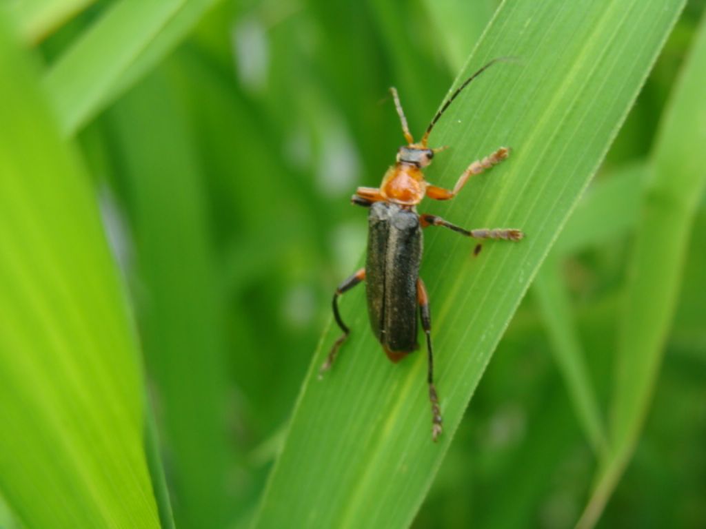 Cantharidae: Cantharis livida