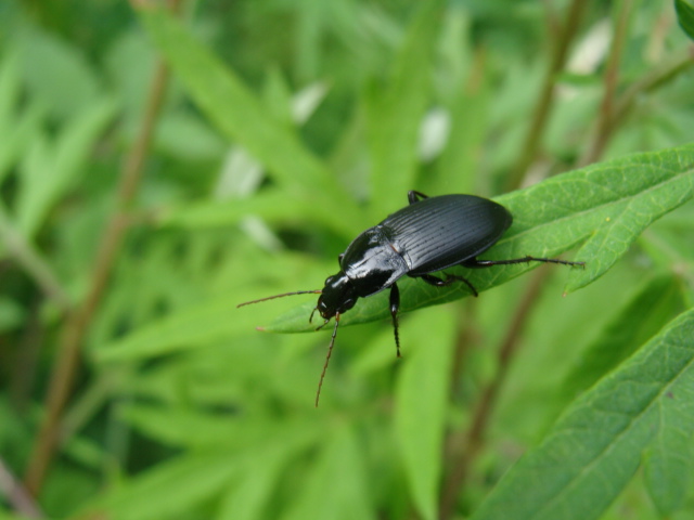 Carabidae?            S, Calathus fuscipes