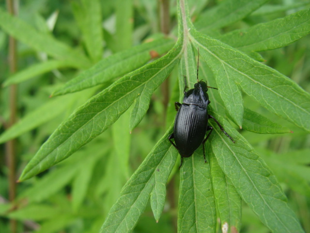 Carabidae?            S, Calathus fuscipes