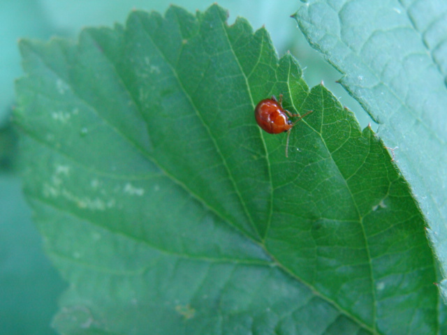 Chrysomelidae: Sphaeroderma sp.? S.