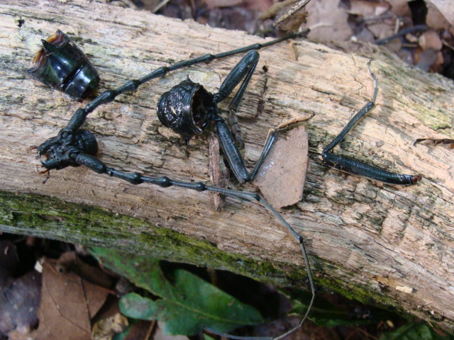 resti....di Cerambycidae:  Cerambyx cerdo, maschio