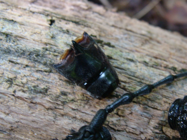 resti....di Cerambycidae:  Cerambyx cerdo, maschio