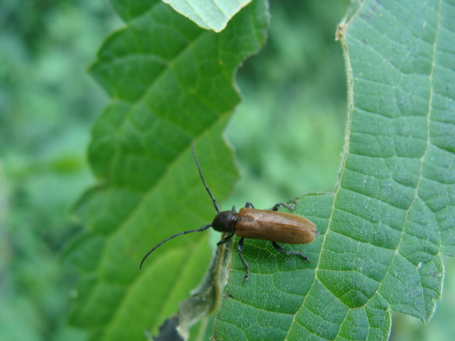 Cerambycidae?   S, Anaesthetis testacea