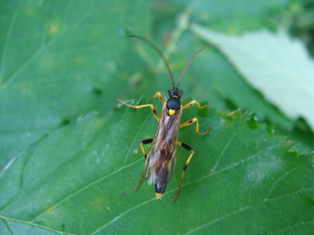 Ichneumonidae: Amblyteles armatorius, maschio