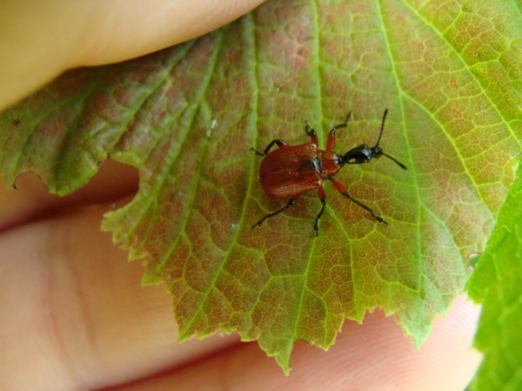 Attelabidae: Apoderus coryli? S !