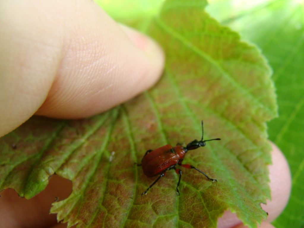 Attelabidae: Apoderus coryli? S !