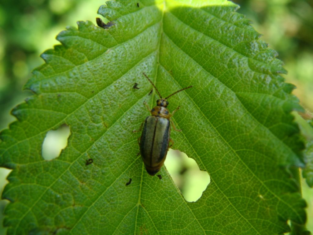 Chrysomelidae:  Xanthogaleruca luteola?  S !