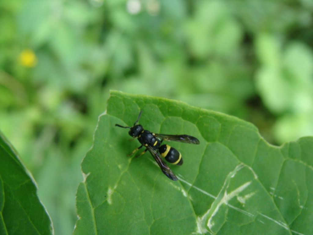 allodynerus?