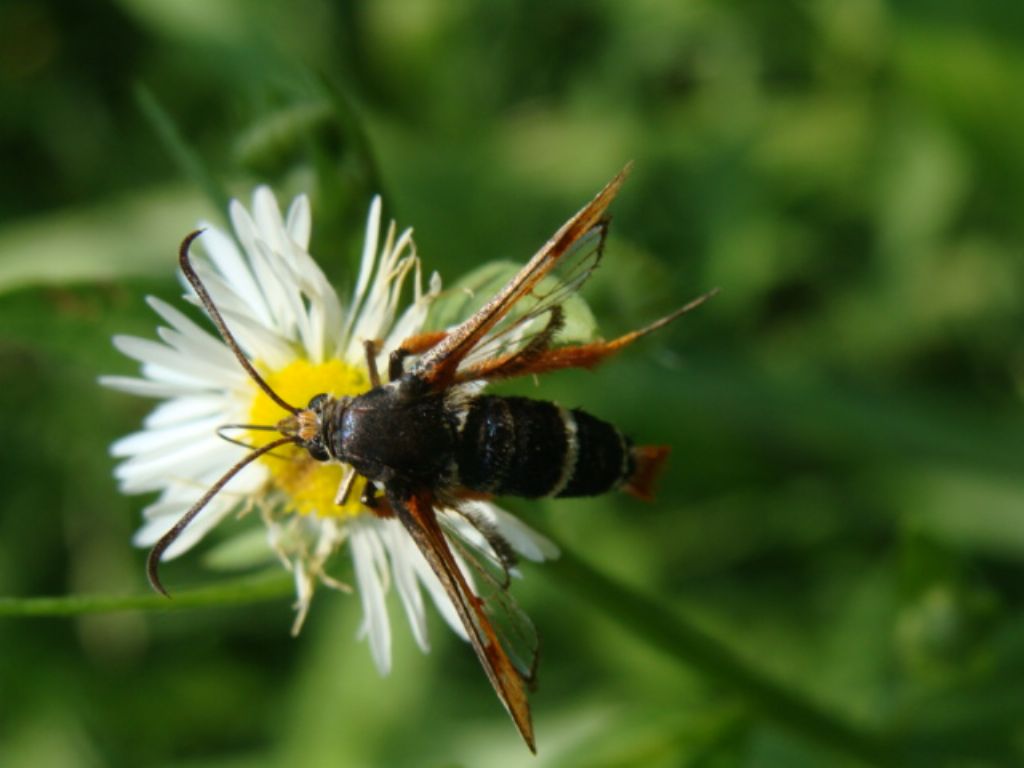 Pyropteron chrysidiforme?