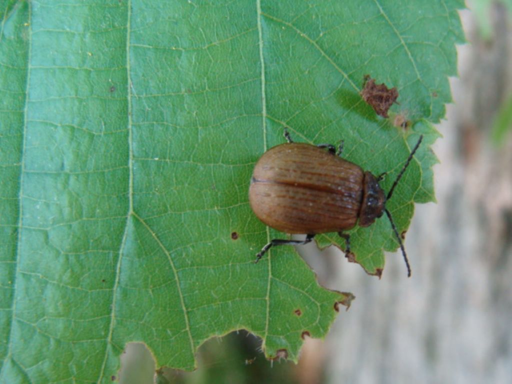 Quale  Chrysomelidae?   Galeruca cfr. interrupta