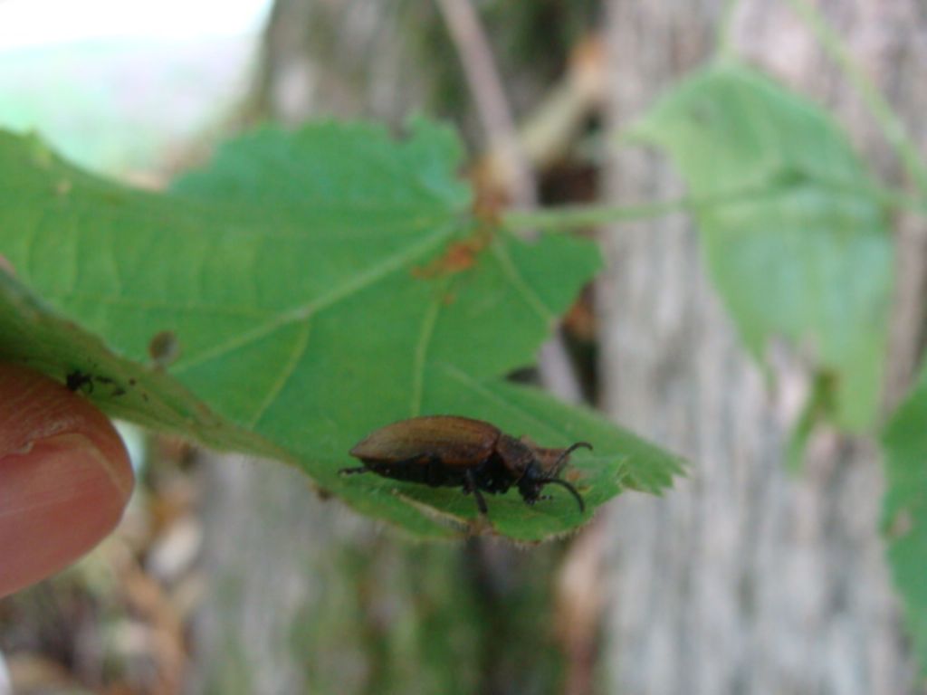 Quale  Chrysomelidae?   Galeruca cfr. interrupta