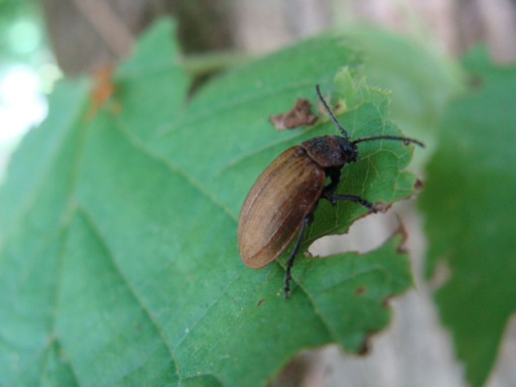 Quale  Chrysomelidae?   Galeruca cfr. interrupta