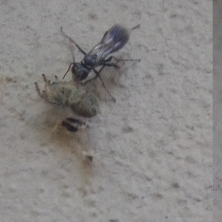 Pompilidae  con preda