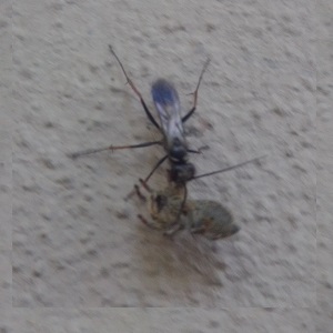 Pompilidae  con preda