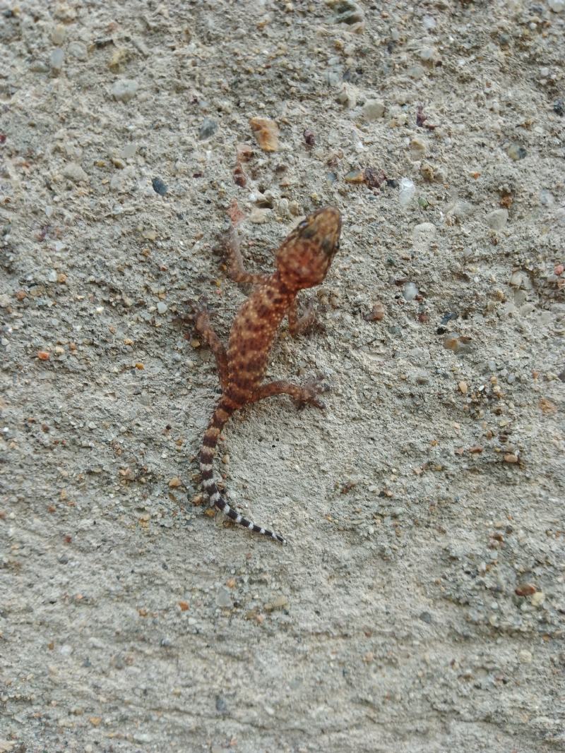 Geko?   Geco Verrucoso (Hemidactylus turcicus)