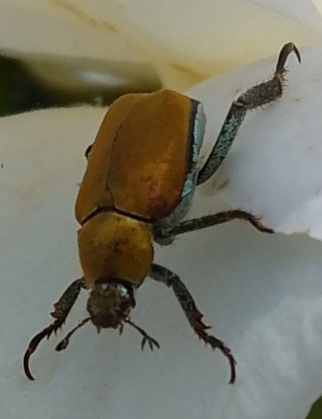 Rutelidae: Hoplia argentea