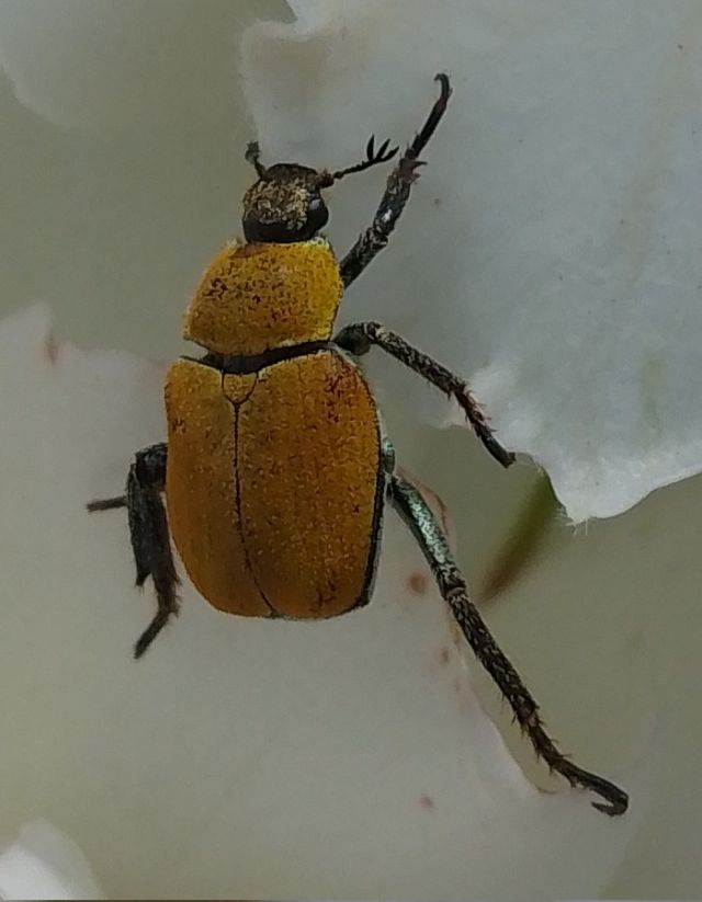 Rutelidae: Hoplia argentea