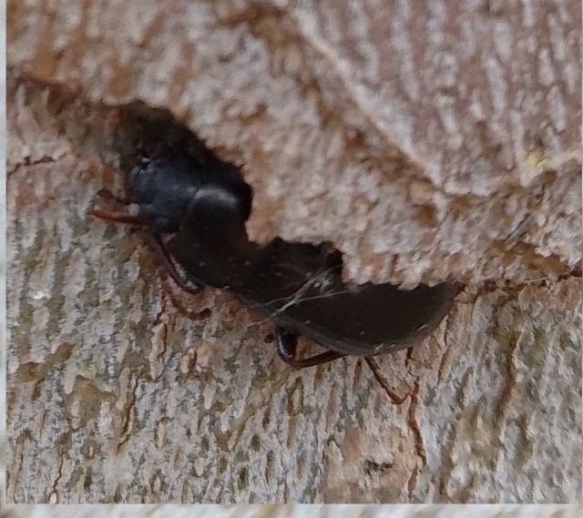 Galeruca tanaceti in compagnia di un Nalassus sp. (Tenebrionidae)