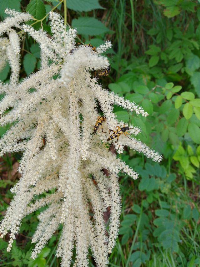 Leptura quadrifasciata... no, Rutpela maculata