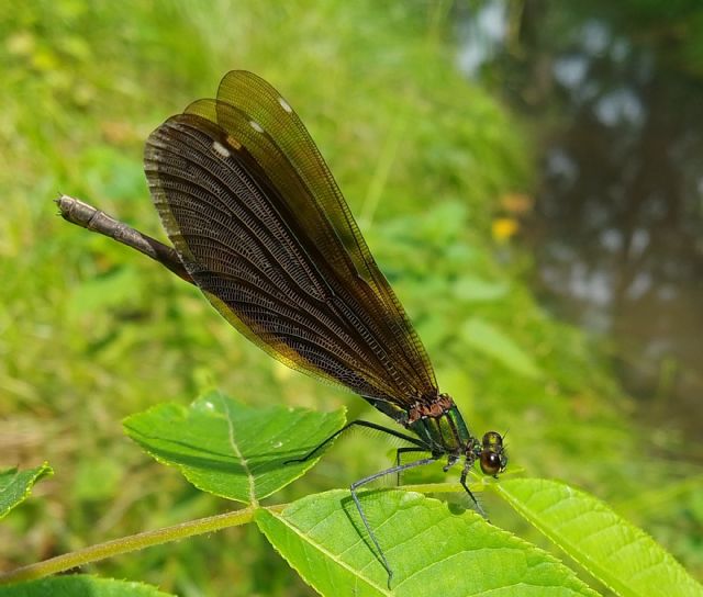 Calopteryx haemorrhoidalis? no, C. virgo