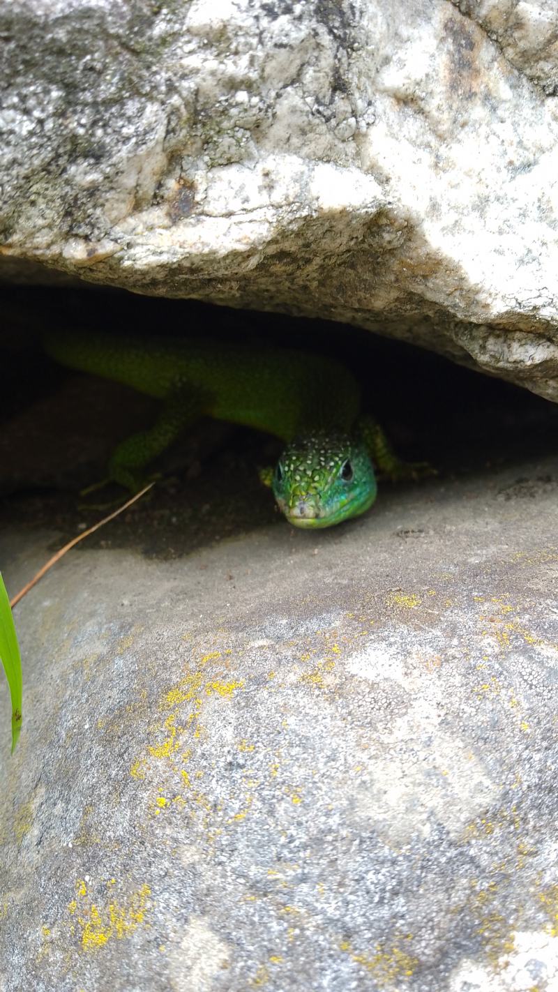 id 02 (lacerta bilineata?)