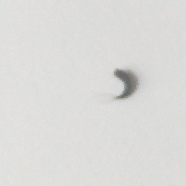 strano bruco:  larva di Attagenus sp. (Dermestidae)