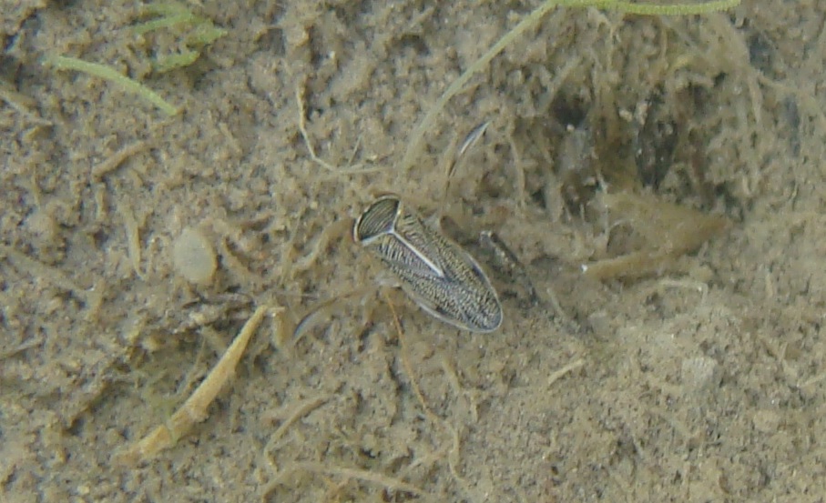 Corixidae: Sigara lateralis